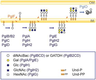 Sweet complexity: O-linked protein glycosylation in pathogenic Neisseria